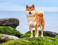A red Shiba inu dog is standing on the mossy stone on the Baltic sea beach at Spring Royalty Free Stock Photo