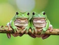 Green tree frogs on a branch, dumpy frog, animal closeup Royalty Free Stock Photo