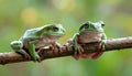 Green tree frogs on a branch, dumpy frog, animal closeup Royalty Free Stock Photo
