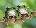 Green tree frogs on a branch, dumpy frog, animal closeup Royalty Free Stock Photo