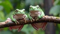 Green tree frogs on a branch, dumpy frog, animal closeup Royalty Free Stock Photo