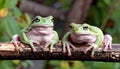 Green tree frogs on a branch, dumpy frog, animal closeup Royalty Free Stock Photo