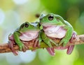 Green tree frogs on a branch, dumpy frog, animal closeup Royalty Free Stock Photo
