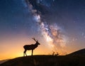 The silhouette of a majestic deer standing on a hill under the breathtaking view Royalty Free Stock Photo