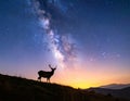 The silhouette of a majestic deer standing on a hill under the breathtaking view Royalty Free Stock Photo