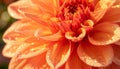Close-up of orange dahlia petals with water droplets in warm autumn light Royalty Free Stock Photo