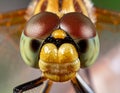 A macro shot of a dragonfly head reveals the intricate details of its large compound Royalty Free Stock Photo