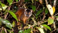 Nocturnal lemur monkey in nature, coastal forest in Madagascar, wildlife. Royalty Free Stock Photo