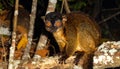 Nocturnal lemur monkey in nature, coastal forest in Madagascar, wildlife. Royalty Free Stock Photo