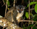 Nocturnal lemur monkey in nature, coastal forest in Madagascar, wildlife. Royalty Free Stock Photo