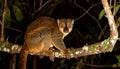 Nocturnal lemur monkey in nature, coastal forest in Madagascar, wildlife. Royalty Free Stock Photo