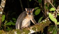 Nocturnal lemur monkey in nature, coastal forest in Madagascar, wildlife. Royalty Free Stock Photo