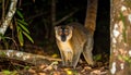 Nocturnal lemur monkey in nature, coastal forest in Madagascar, wildlife. Royalty Free Stock Photo