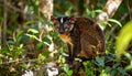 Nocturnal lemur monkey in nature, coastal forest in Madagascar, wildlife. Royalty Free Stock Photo