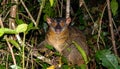 Nocturnal lemur monkey in nature, coastal forest in Madagascar, wildlife. Royalty Free Stock Photo