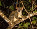 Nocturnal lemur monkey in nature, coastal forest in Madagascar, wildlife. Royalty Free Stock Photo