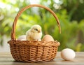 Cute chick and eggs in wicker basket on blurred background. Baby animal Royalty Free Stock Photo