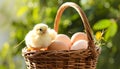 Cute chick and eggs in wicker basket on blurred background. Baby animal Royalty Free Stock Photo