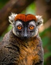 Crowned lemur (Eulemur Coronatus), endemic animal from Madagascar. Palmarium park hot Royalty Free Stock Photo