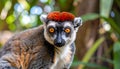 Crowned lemur (Eulemur Coronatus), endemic animal from Madagascar. Palmarium park hot Royalty Free Stock Photo