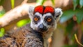 Crowned lemur (Eulemur Coronatus), endemic animal from Madagascar. Palmarium park hot Royalty Free Stock Photo