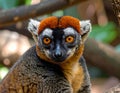 Crowned lemur (Eulemur Coronatus), endemic animal from Madagascar. Palmarium park hot Royalty Free Stock Photo