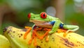 Close-up of the red-eyed tree frog on top of the ornate banana pictures, close-up Royalty Free Stock Photo