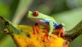 Close-up of the red-eyed tree frog on top of the ornate banana pictures, close-up Royalty Free Stock Photo