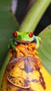 Close-up of the red-eyed tree frog on top of the ornate banana pictures, close-up Royalty Free Stock Photo