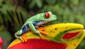 Close-up of the red-eyed tree frog on top of the ornate banana pictures, close-up Royalty Free Stock Photo