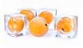 Ripe apricot fruits in an ice cube are isolated on white. Frozen food Royalty Free Stock Photo