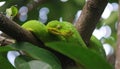 Green tree python coiled on branch in tropical rainforest Royalty Free Stock Photo