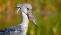 The shoebill Balaeniceps rex, also known as the whalebill, whale-headed stork Royalty Free Stock Photo