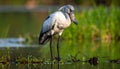The shoebill Balaeniceps rex, also known as the whalebill, whale-headed stork Royalty Free Stock Photo