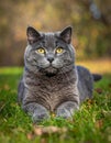 A gray cat is lying on the grass. The cat is looking at the camera. Royalty Free Stock Photo