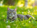 A gray cat is lying on the grass. The cat is looking at the camera. Royalty Free Stock Photo