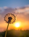 Beautiful fluffy dandelion and flying seeds outdoors at sunset Royalty Free Stock Photo
