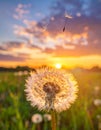 Beautiful fluffy dandelion and flying seeds outdoors at sunset Royalty Free Stock Photo