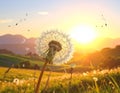 Beautiful fluffy dandelion and flying seeds outdoors at sunset Royalty Free Stock Photo