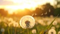Beautiful fluffy dandelion and flying seeds outdoors at sunset Royalty Free Stock Photo