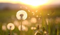 Beautiful fluffy dandelion and flying seeds outdoors at sunset Royalty Free Stock Photo