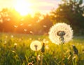 Beautiful fluffy dandelion and flying seeds outdoors at sunset Royalty Free Stock Photo