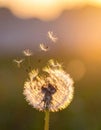 Beautiful fluffy dandelion and flying seeds outdoors at sunset Royalty Free Stock Photo