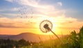 Beautiful fluffy dandelion and flying seeds outdoors at sunset Royalty Free Stock Photo