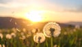 Beautiful fluffy dandelion and flying seeds outdoors at sunset Royalty Free Stock Photo