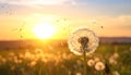 Beautiful fluffy dandelion and flying seeds outdoors at sunset Royalty Free Stock Photo