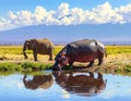 Wild hippopotamus drinking water from lake near african bush elephant on summer day Royalty Free Stock Photo