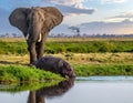 Wild hippopotamus drinking water from lake near african bush elephant on summer day Royalty Free Stock Photo