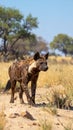 Close to the brown hyena, or Parahyaena brunnea, (Hyaena brunnea), in search of prey Royalty Free Stock Photo
