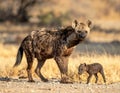Close to the brown hyena, or Parahyaena brunnea, (Hyaena brunnea), in search of prey Royalty Free Stock Photo